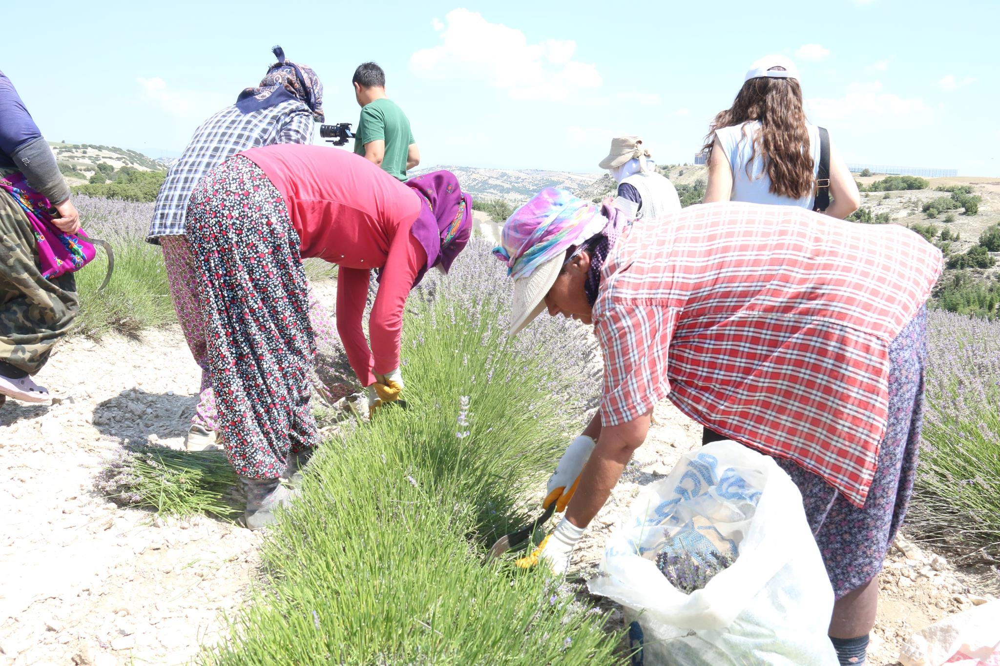 VALİ ÖKSÜZ, MAKÜ İSTİKLAL YERLEŞKESİNDEKİ LAVANTA HASATINA KATILDI